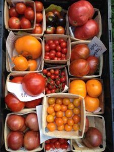 Tomato Tastings, Fall Garden Starts, and Getting Ready for Garlic Image